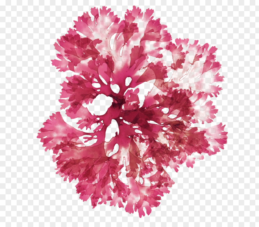 Flowering Plant Magenta Floral Flower Background PNG