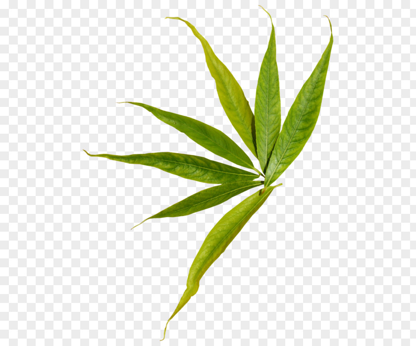 Bamboo Leaves Leaf Clip Art Image Plant Stem PNG
