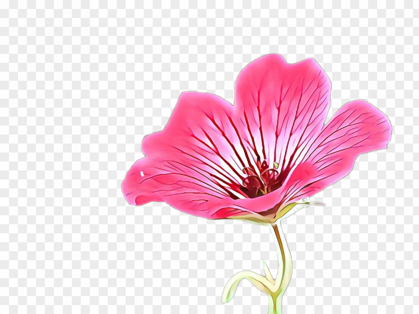 Flower Petal Plant Pink Peruvian Lily PNG