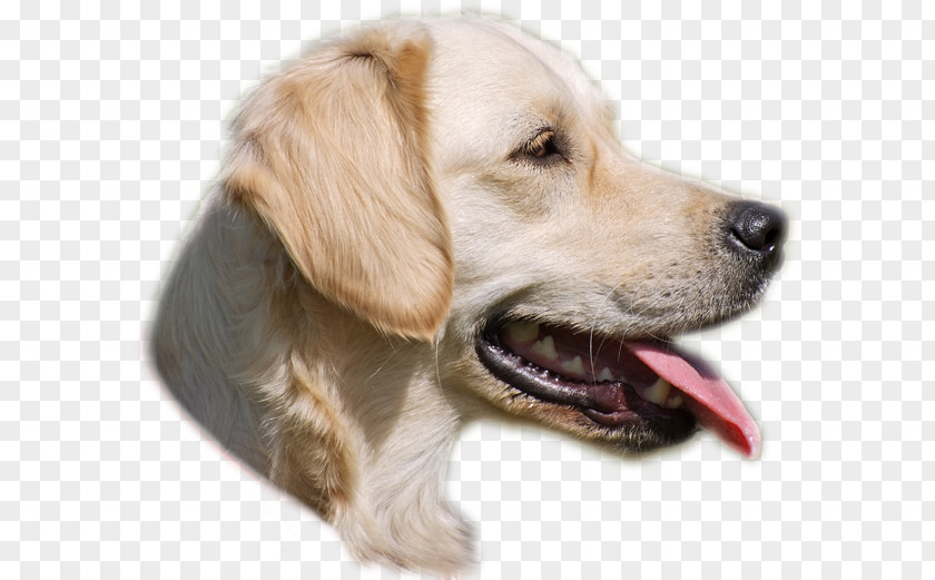 Golden Retriever Puppy Dog Breed Companion PNG