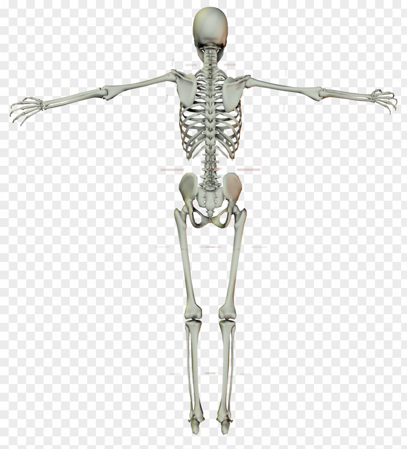 Human Skeleton Crucifix Cross PNG