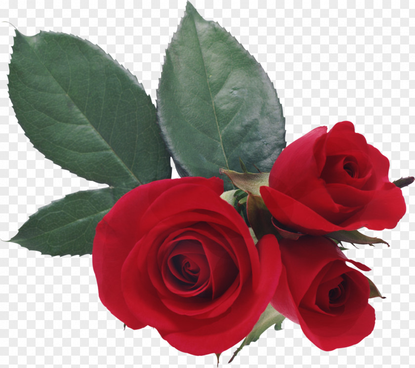 Rose Love Desktop Wallpaper Heart PNG
