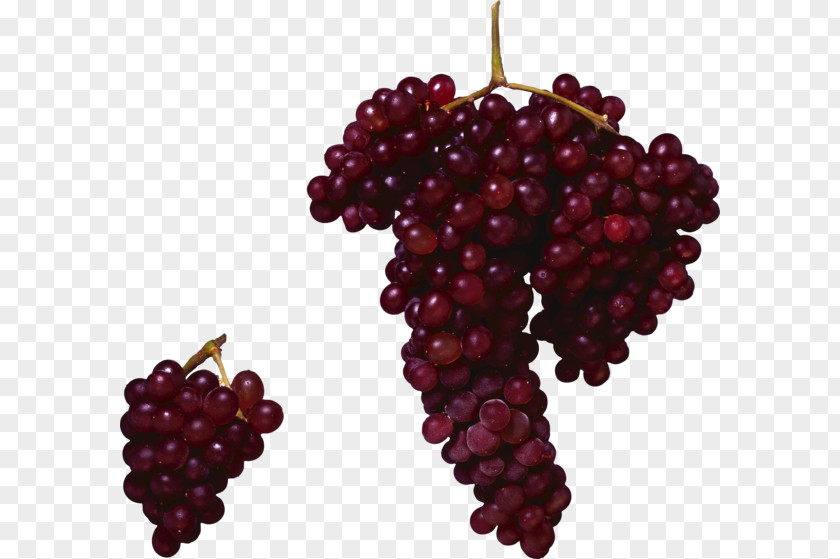 Boar Common Grape Vine Zante Currant Seed Oil PNG