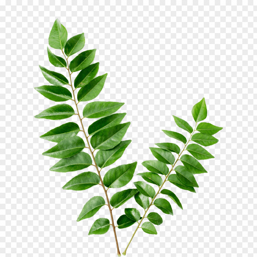 Curry Indian Cuisine Tree Flavor Leaf Vegetable Food PNG