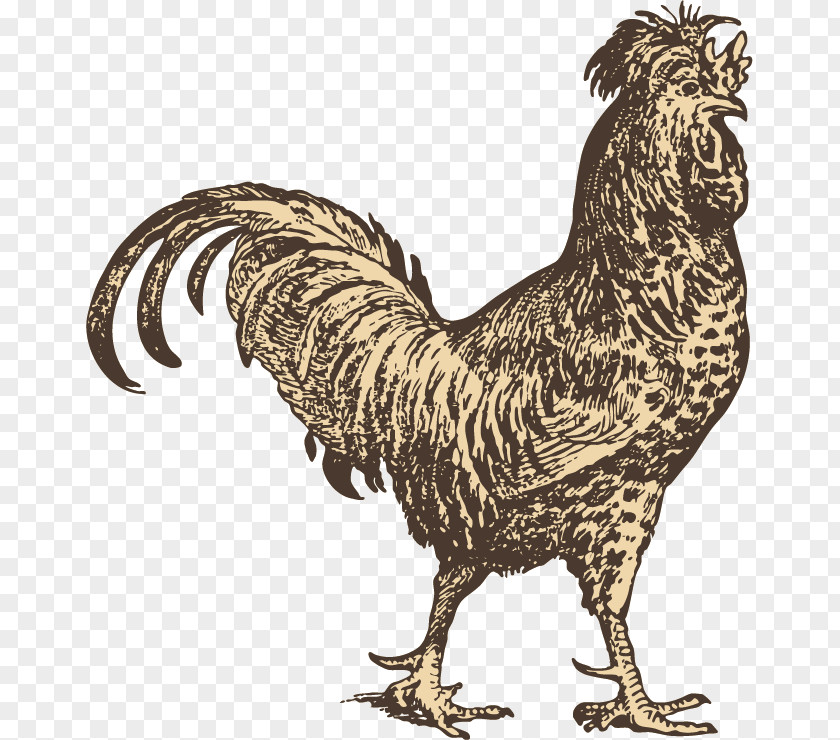 Hand-painted Sketch Cock De Oanstxe4ndiga Profeterna Die Rache Des Glxfccklichen Mannes Vapahtaja Surunen Weltretten Fxfcr Anfxe4nger: Roman Suloinen Myrkynkeittau0308jau0308 PNG