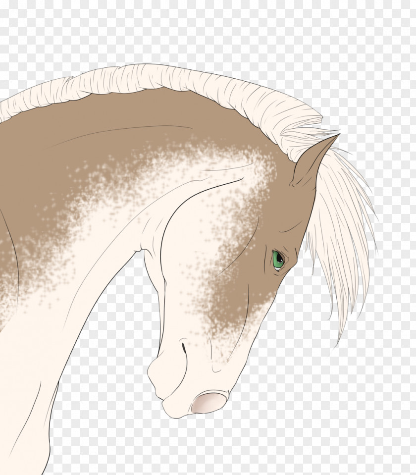 Mustang Mane Drawing Snout PNG