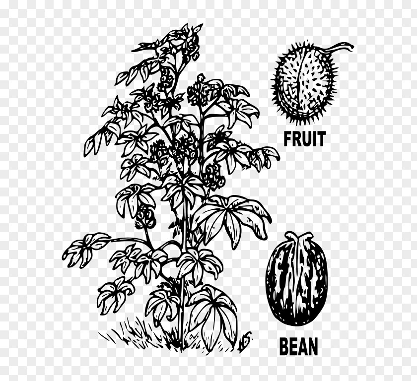 Bean Plant Ricinus Castor Oil Drawing PNG