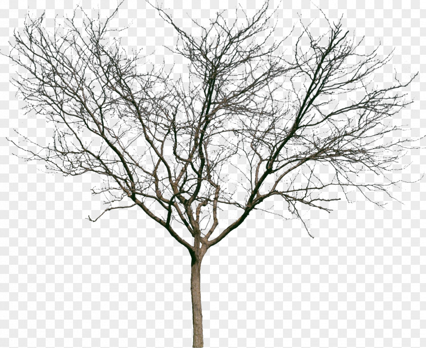 Bushes Tree Woody Plant Shrub Twig PNG