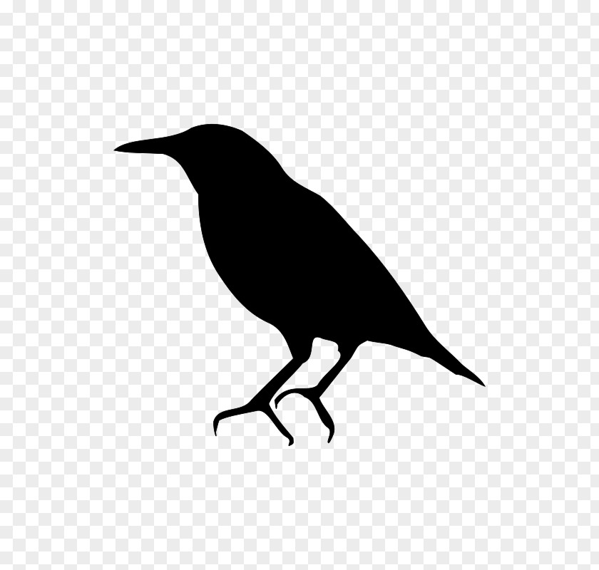 Crowlike Bird Songbird Silhouette PNG
