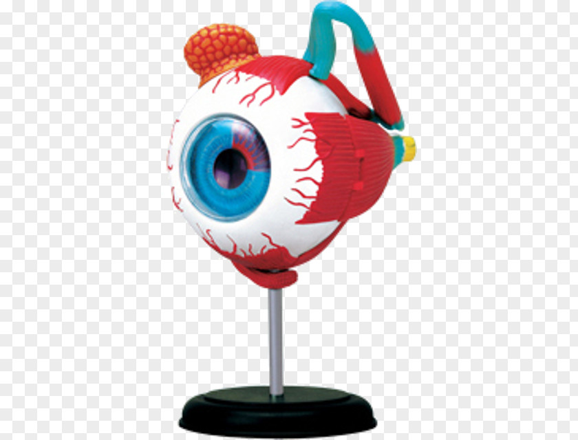 Eye Human Anatomy 人体模型 PNG