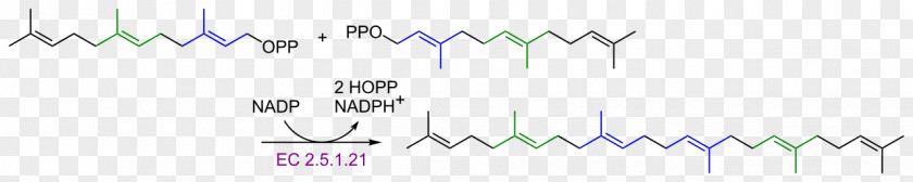 Squalene Carotene Lycopene Carotenoid Terpene PNG