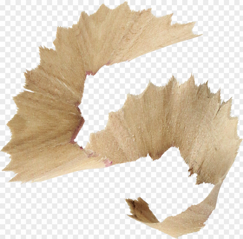 Brown Pencil Shavings Sharpener Shaving PNG