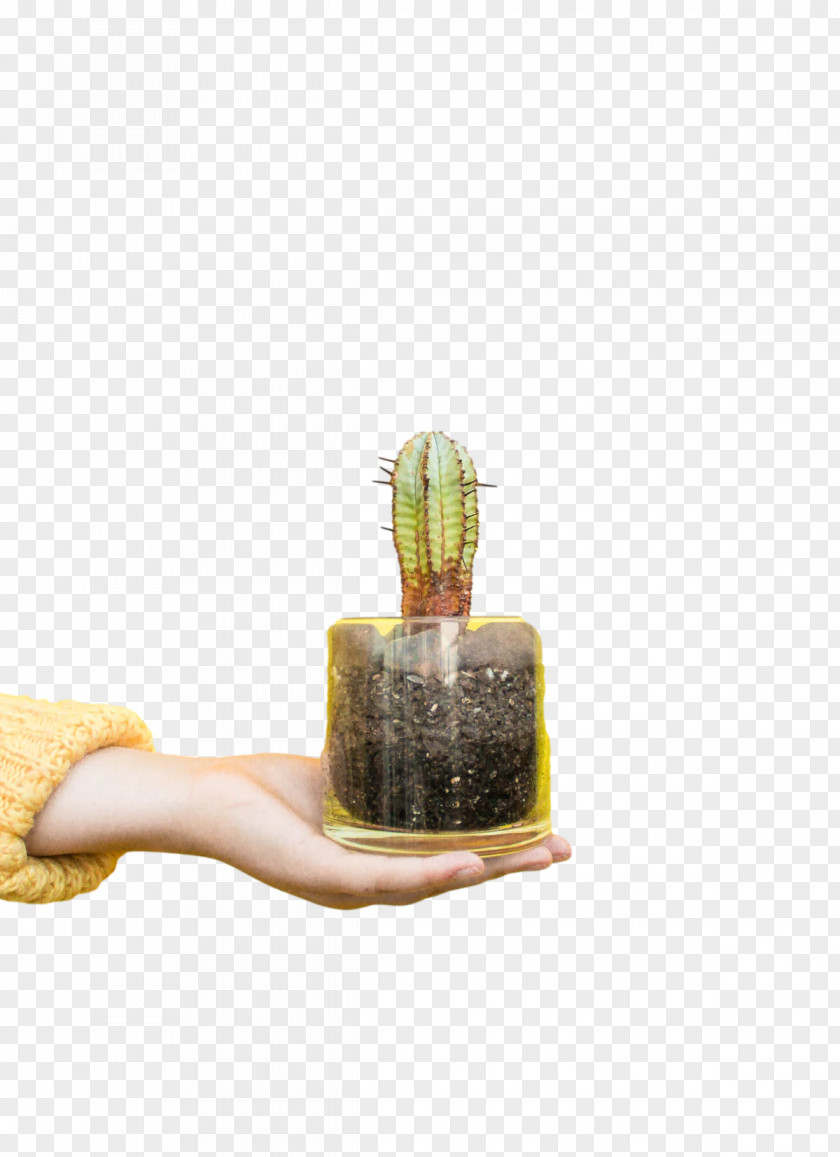 Cactus PNG