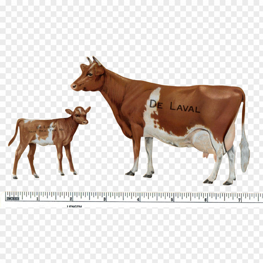 Clarabelle Cow Guernsey Cattle Calf Jersey Beef Dairy PNG