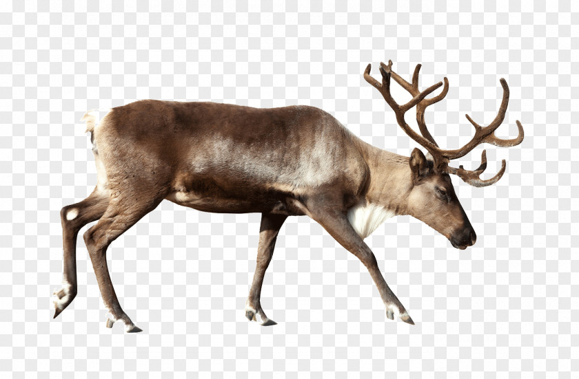 Reindeer Pictures Stock Photography Royalty-free Clip Art PNG