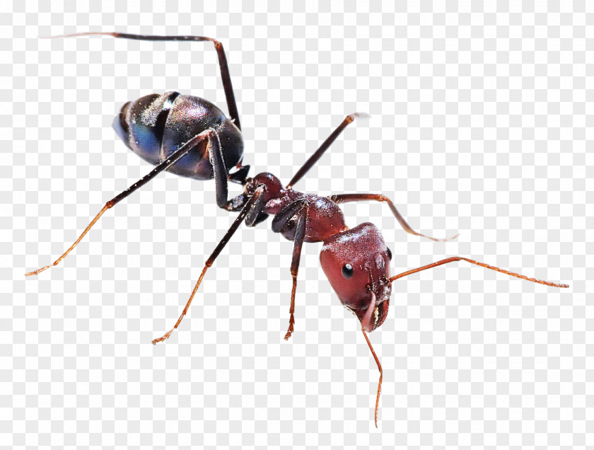 Ant Insect The Ants Black Carpenter Garden PNG