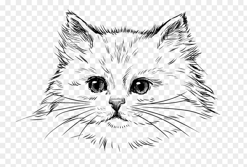 Cat Persian Kitten Drawing Breed PNG