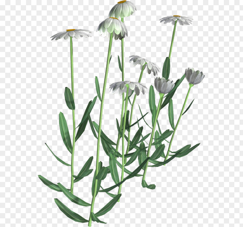Flower Flowering Plant Herbalism Stem PNG