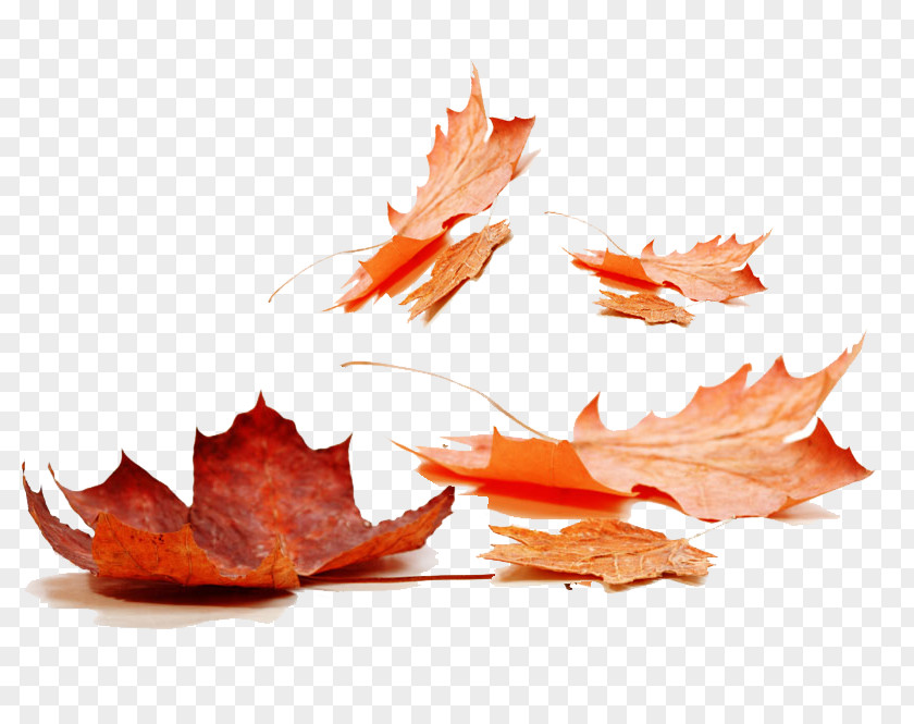Red Leaves Autumn Leaf Color Maple PNG