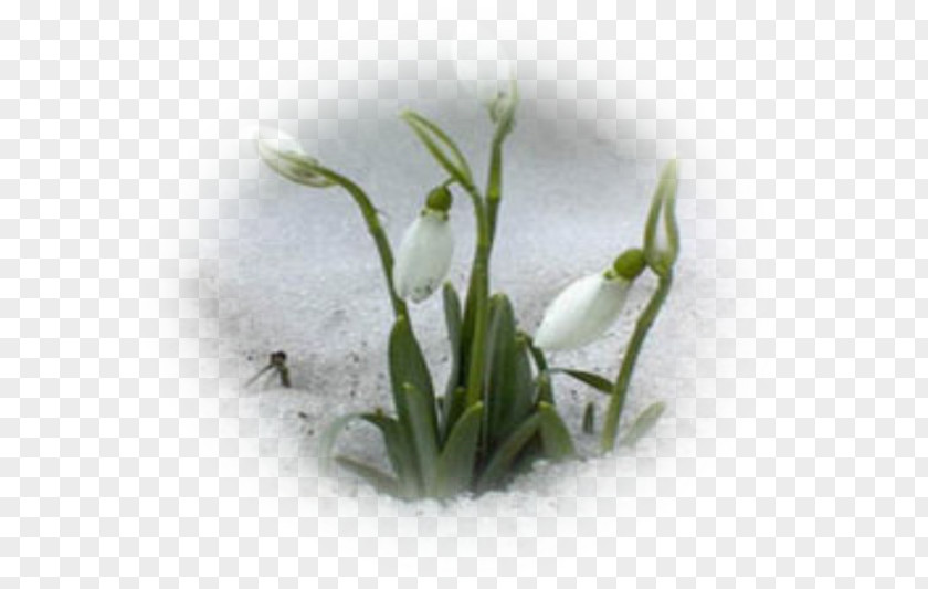 Crocus Galanthus Nivalis Leucojum Vernum Giant Snowdrop Bulb Flower PNG