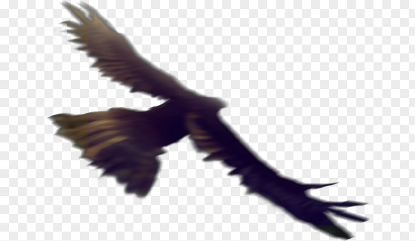 Eagle Bird Flight Hawk PNG