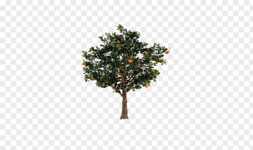 Green Orange Tree Citrus Xc3u2014 Sinensis Fruit PNG