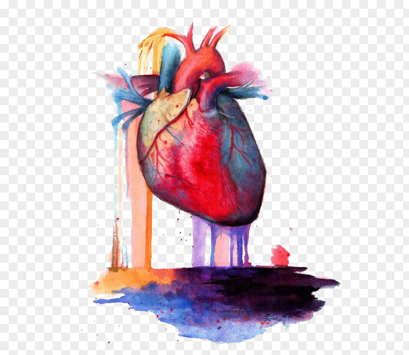 Heart Anatomy Watercolor Painting PNG