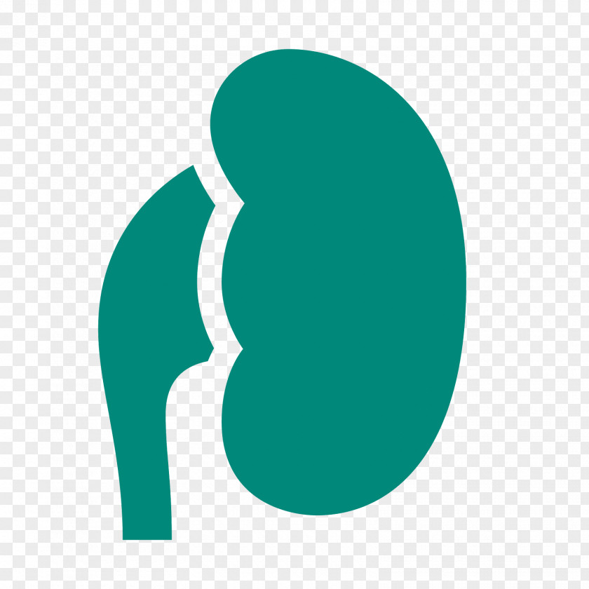 Kidney Clip Art PNG