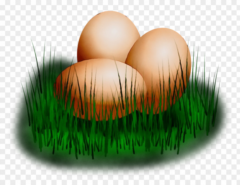 Grass Family Plant PNG