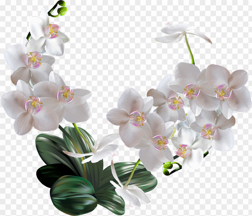 Orchid Moth Orchids Flower Woman PNG