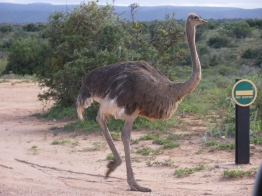 Ostrich Emu Flightless Bird Southern Ratite PNG