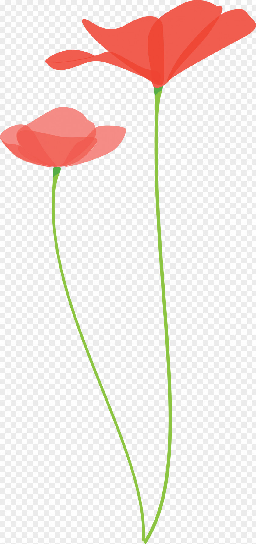 Poppy Flower PNG