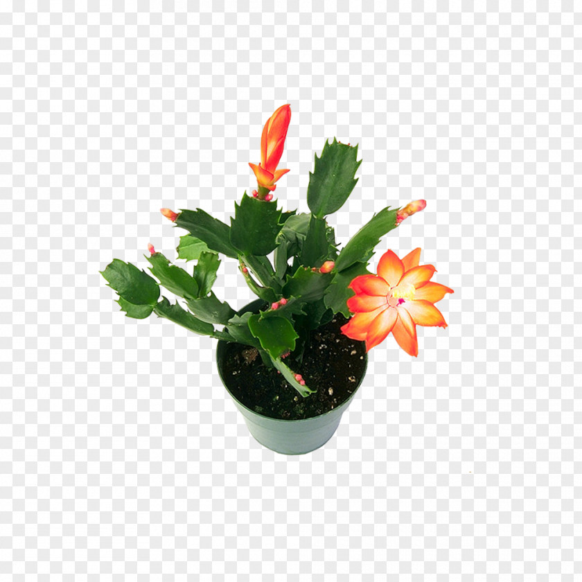 Potted Yellow Flowers Cactus Cactaceae Flower Succulent Plant PNG