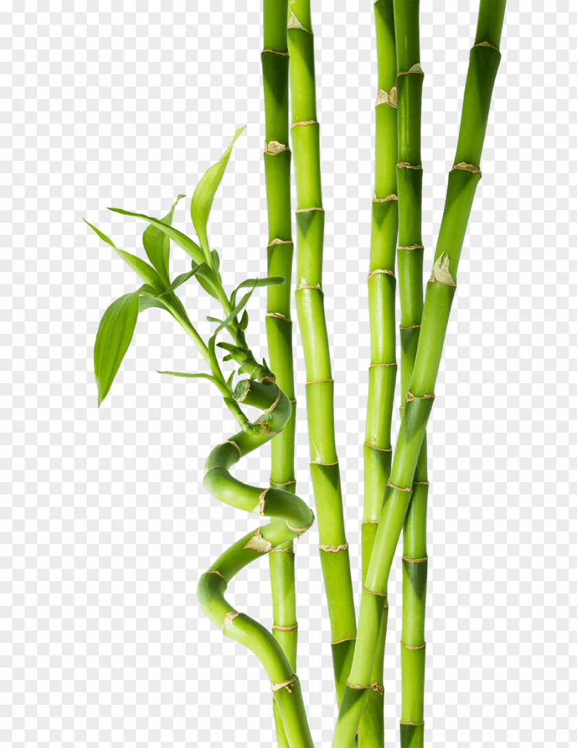 Bamboo Tropical Stock Photography Plant Stem PNG
