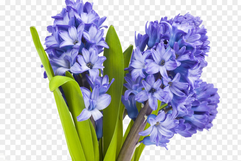 Bouquet Of Flowers Flower Lavender Hyacinth Plant Violet PNG