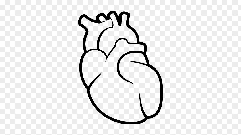 Human Ears Heart Drawing Circulatory System Body Anatomy PNG