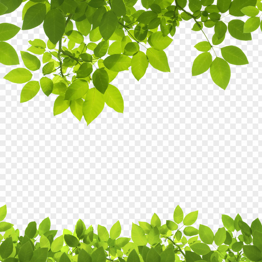 Texture Border Leaf Green Stock Photography Clip Art PNG