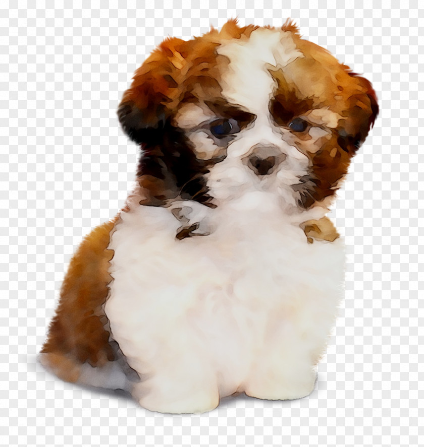 Cavachon Shih Tzu Havanese Dog Lhasa Apso Puppy PNG