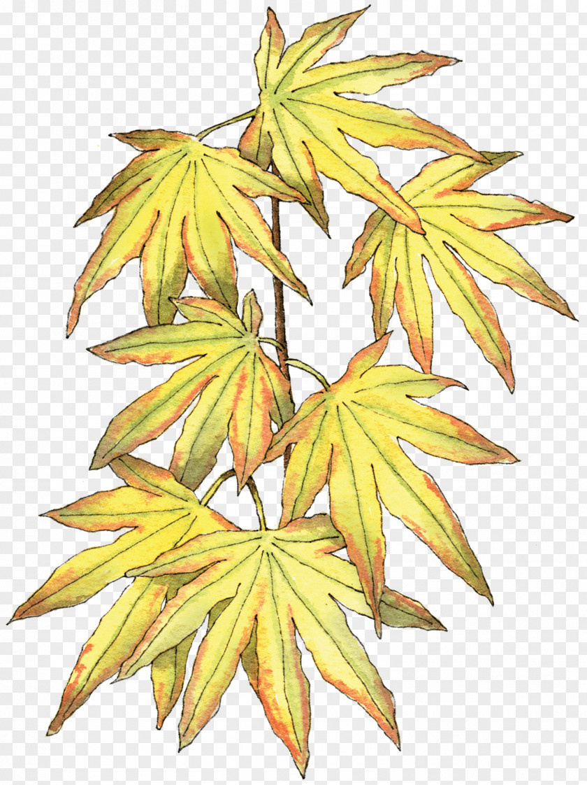 Norway Variegated Maple Acer Leaf Japanese Berkeley Horticultural Nursery Habit PNG