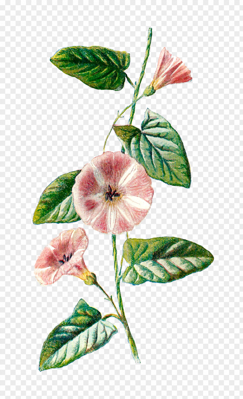 Plant Familiar Wild Flowers Field Bindweed Botany PNG