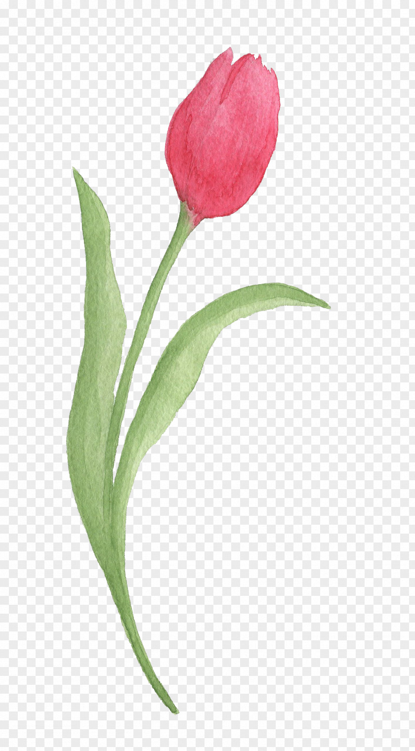 Red Tulips Tulip Watercolor Painting Download PNG