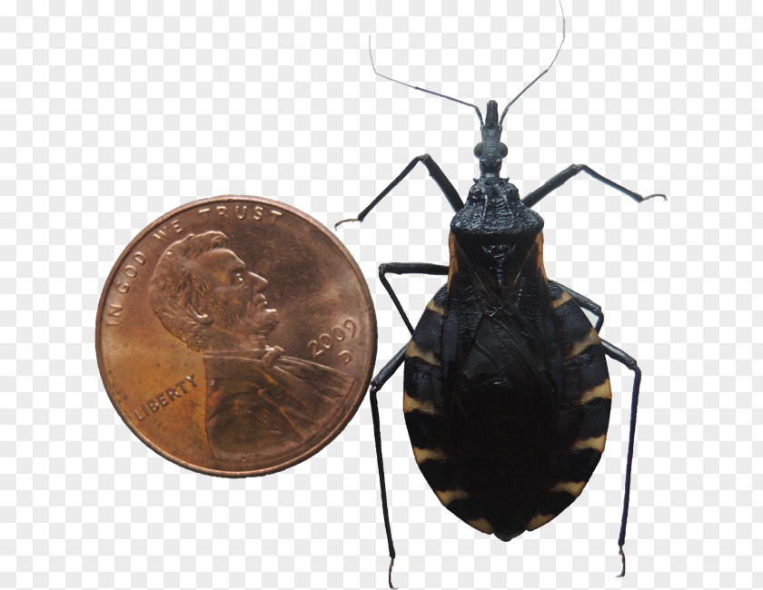 Insect Kissing Bugs True Chagas Disease Triatoma Dimidiata PNG
