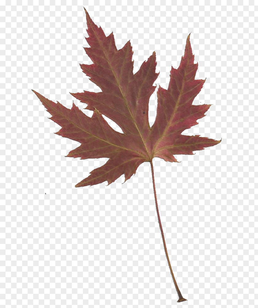 Japanese Maple Cliparts Leaf Clip Art PNG