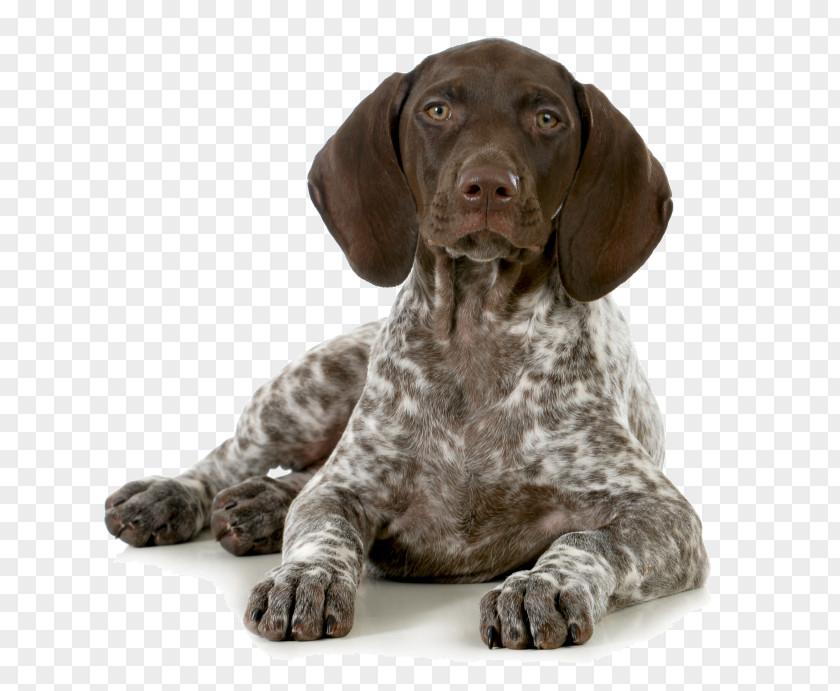 Puppy German Shorthaired Pointer Hunting PNG