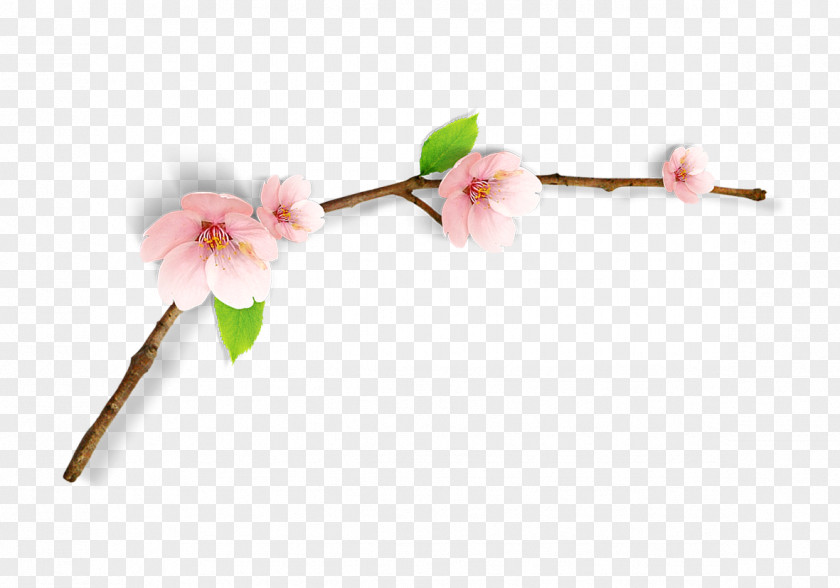 Spring Peach Branches Cherry Blossom Clip Art PNG