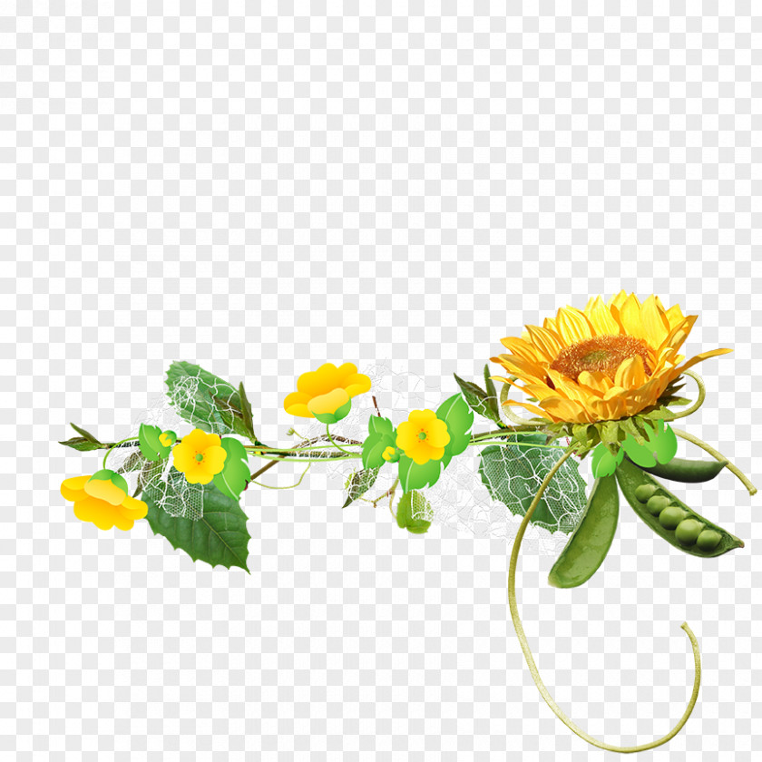 Sunflower Free Stock Buckle Common Euclidean Vector Clip Art PNG