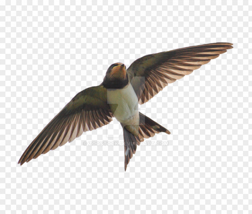 Swallow Nest Edible Bird's Hirundininae Barn Apodes PNG