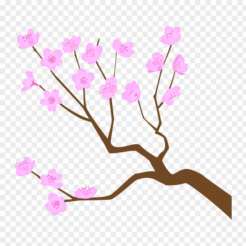 Twig Cut Flowers Cherry Blossom PNG