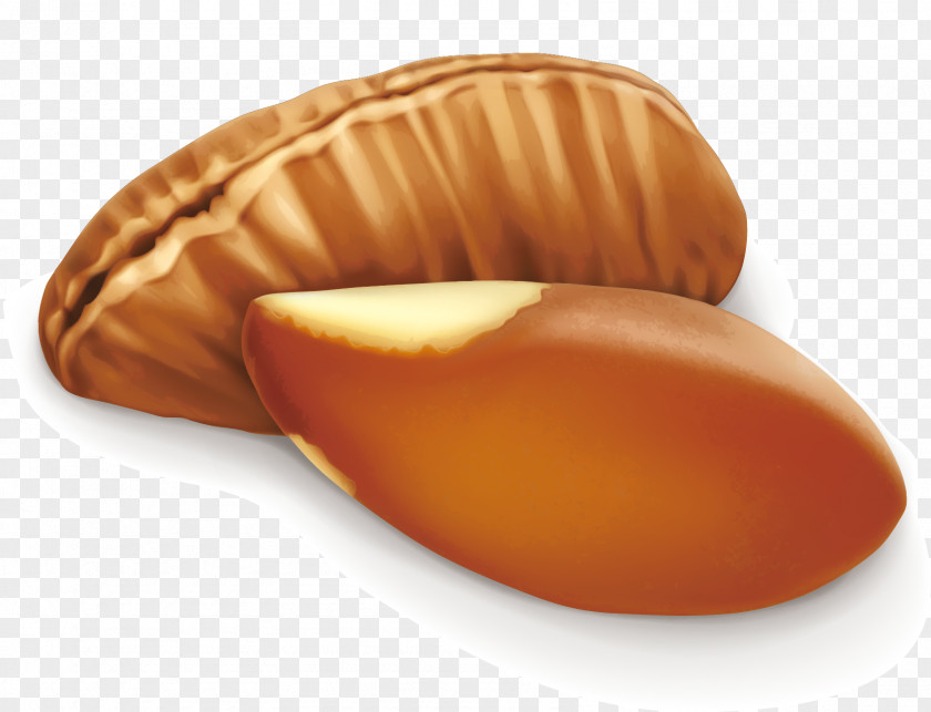 Almond Vector Nut Euclidean PNG