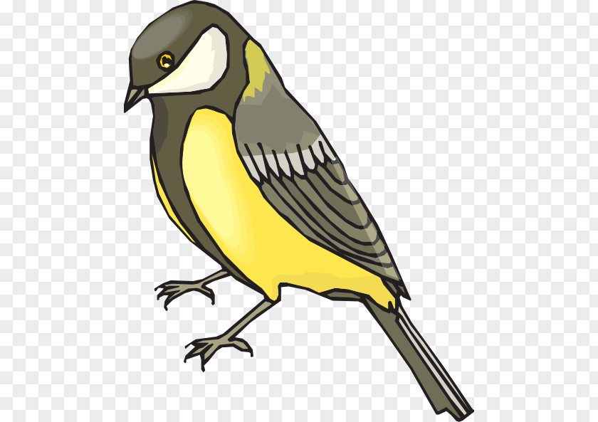American Goldfinch Cliparts Bird European Penguin Clip Art PNG